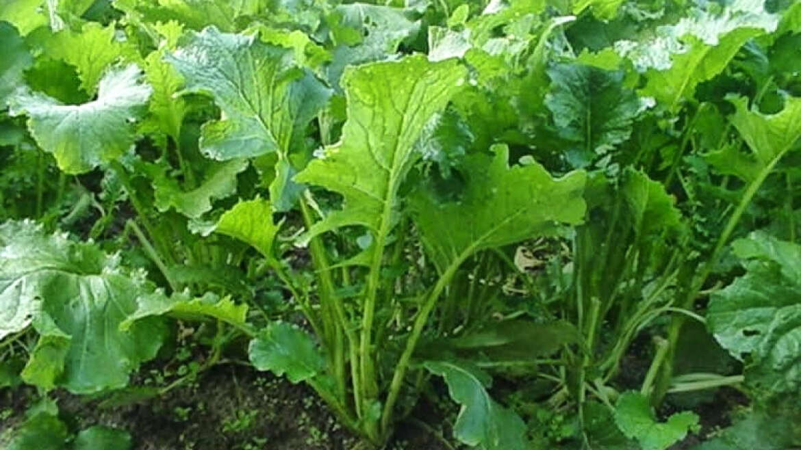 Broccoletti