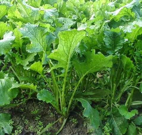 Broccoletti