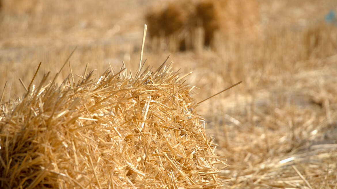 Fieno, Orzo, Avena…