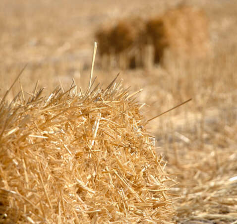 Fieno, Orzo, Avena…