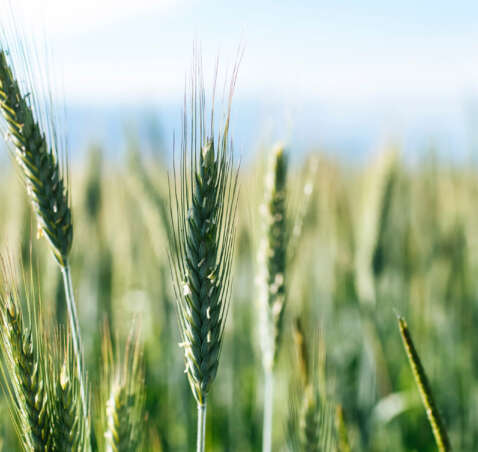 Grano Duro