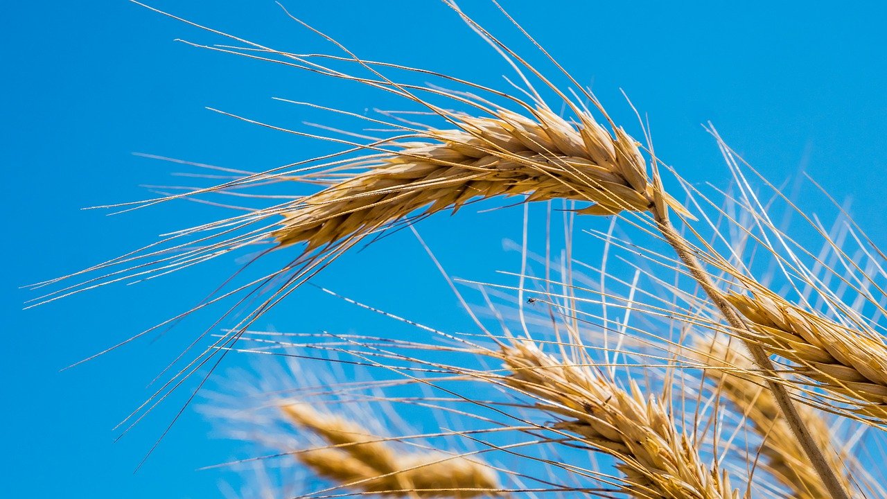 wheat-4373337_1280